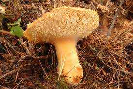 Attēlu rezultāti vaicājumam “Hydnum rufescens”