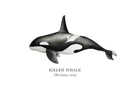 Image result for Orcinus orca