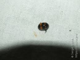 Attēlu rezultāti vaicājumam “Diaperis boleti imago”