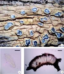 Attēlu rezultāti vaicājumam “Pertusaria flavida”