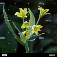 Attēlu rezultāti vaicājumam “Gagea lutea bud”