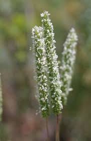 Attēlu rezultāti vaicājumam “Phleum phleoides”