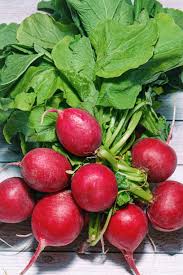 Image result for Radieschen