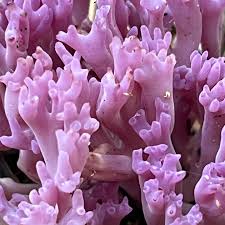 Attēlu rezultāti vaicājumam “Clavaria zollingeri”