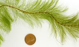 Attēlu rezultāti vaicājumam “Myriophyllum alterniflorum leaf”