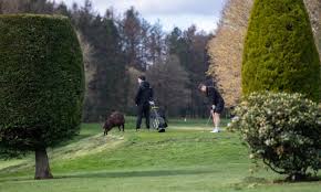 Image result for Caird Park Golf Club
