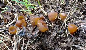 Attēlu rezultāti vaicājumam “Dumontinia tuberosa”