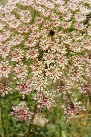 Attēlu rezultāti vaicājumam “Daucus carota subsp. carota leaf”