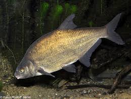 Image result for Abramis brama