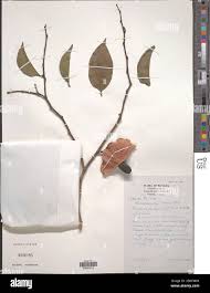 Attēlu rezultāti vaicājumam “Harmandia”