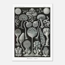 Attēlu rezultāti vaicājumam “Cribraria intricata spores”