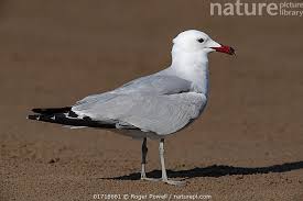 Image result for Larus audouinii