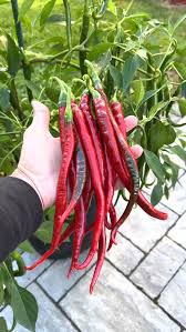 Afbeeldingsresultaat voor joe long cayenne hot pepper