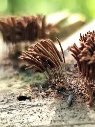 Attēlu rezultāti vaicājumam “Stemonitopsis typhina stalked”