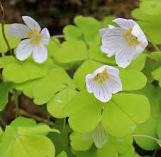Attēlu rezultāti vaicājumam “Oxalis acetosella flower”