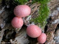 Attēlu rezultāti vaicājumam “Lycogala ustulatum”