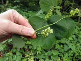 Attēlu rezultāti vaicājumam “Menispermum dauricum leaf”