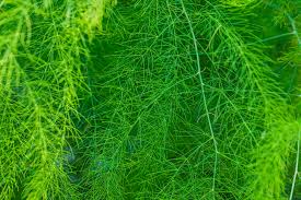 Attēlu rezultāti vaicājumam “Asparagus officinalis leaf”