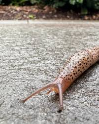 Attēlu rezultāti vaicājumam “Limax maximus”