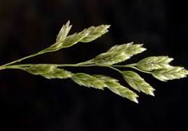 Attēlu rezultāti vaicājumam “Trifolium montanum fruit”