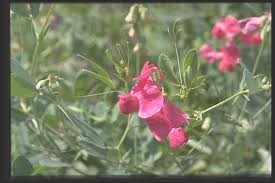 Attēlu rezultāti vaicājumam “Lathyrus tuberosus leaf”