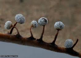 Attēlu rezultāti vaicājumam “Physarum murinum stalked”