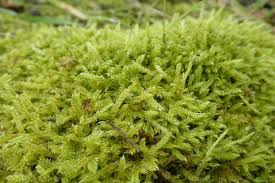 Attēlu rezultāti vaicājumam “Hypnum cupressiforme sporophyte”