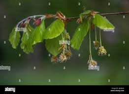 Attēlu rezultāti vaicājumam “Fagus sylvatica fo. purpurea male flower”