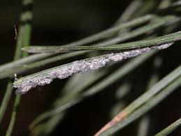 Attēlu rezultāti vaicājumam “Schizolachnus pineti”