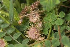 Attēlu rezultāti vaicājumam “Medicago”