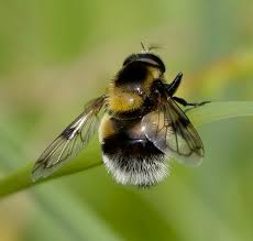 Attēlu rezultāti vaicājumam “Volucella bombylans”