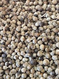 Attēlu rezultāti vaicājumam “Inonotus obliquus”