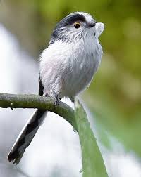 Attēlu rezultāti vaicājumam “Aegithalos caudatus adult”