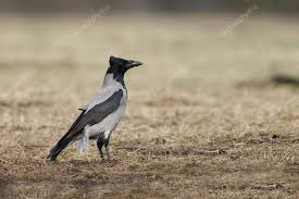 Attēlu rezultāti vaicājumam “Corvus cornix juvenile”