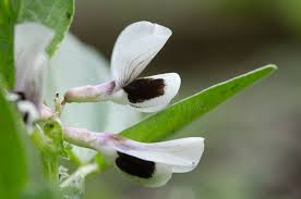 Attēlu rezultāti vaicājumam “Vicia faba flower”