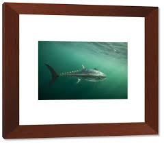 Image result for Thunnus thynnus