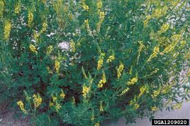 Attēlu rezultāti vaicājumam “Melilotus officinalis leaf”