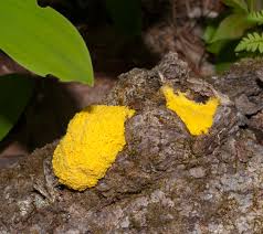 Image result for Fuligo septica