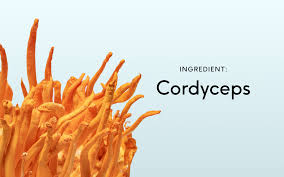 Attēlu rezultāti vaicājumam “Cordyceps”