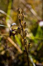 Attēlu rezultāti vaicājumam “Liparis loeselii flower”