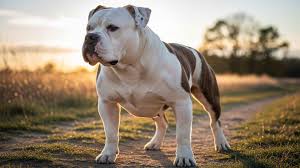 Image result for Bulldogs Power and strength