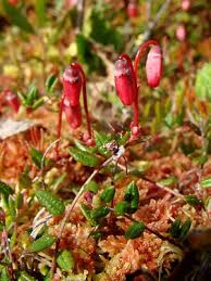 Attēlu rezultāti vaicājumam “Oxycoccus leaf”