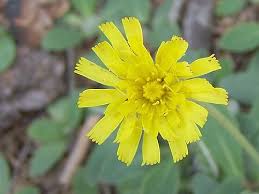 Image result for Hieracium pilosella