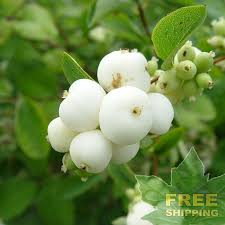 Attēlu rezultāti vaicājumam “Symphoricarpos albus fruit”