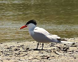 Attēlu rezultāti vaicājumam “Hydroprogne caspia”