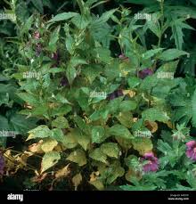 Attēlu rezultāti vaicājumam “Coleosporium sp.”