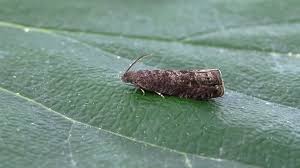 Attēlu rezultāti vaicājumam “Grapholita funebrana larva”