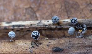 Attēlu rezultāti vaicājumam “Didymium xanthopus spores”