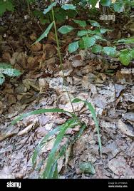 Attēlu rezultāti vaicājumam “Hordelymus europaeus leaf”