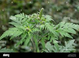 Attēlu rezultāti vaicājumam “Ambrosia artemisiifolia bud”